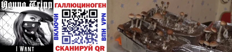 Галлюциногенные грибы прущие грибы Суоярви